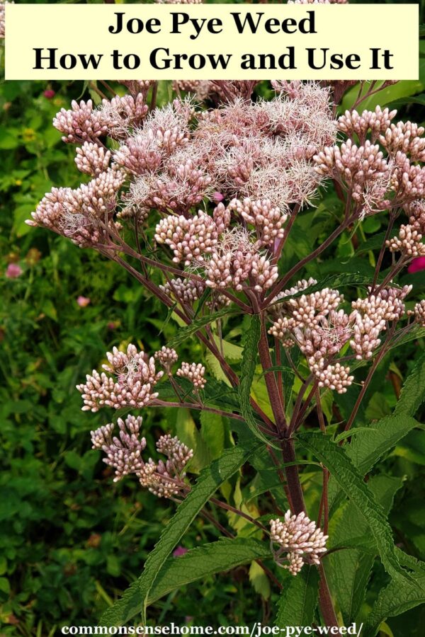 Joe Pye Weed How to Grow and Use It