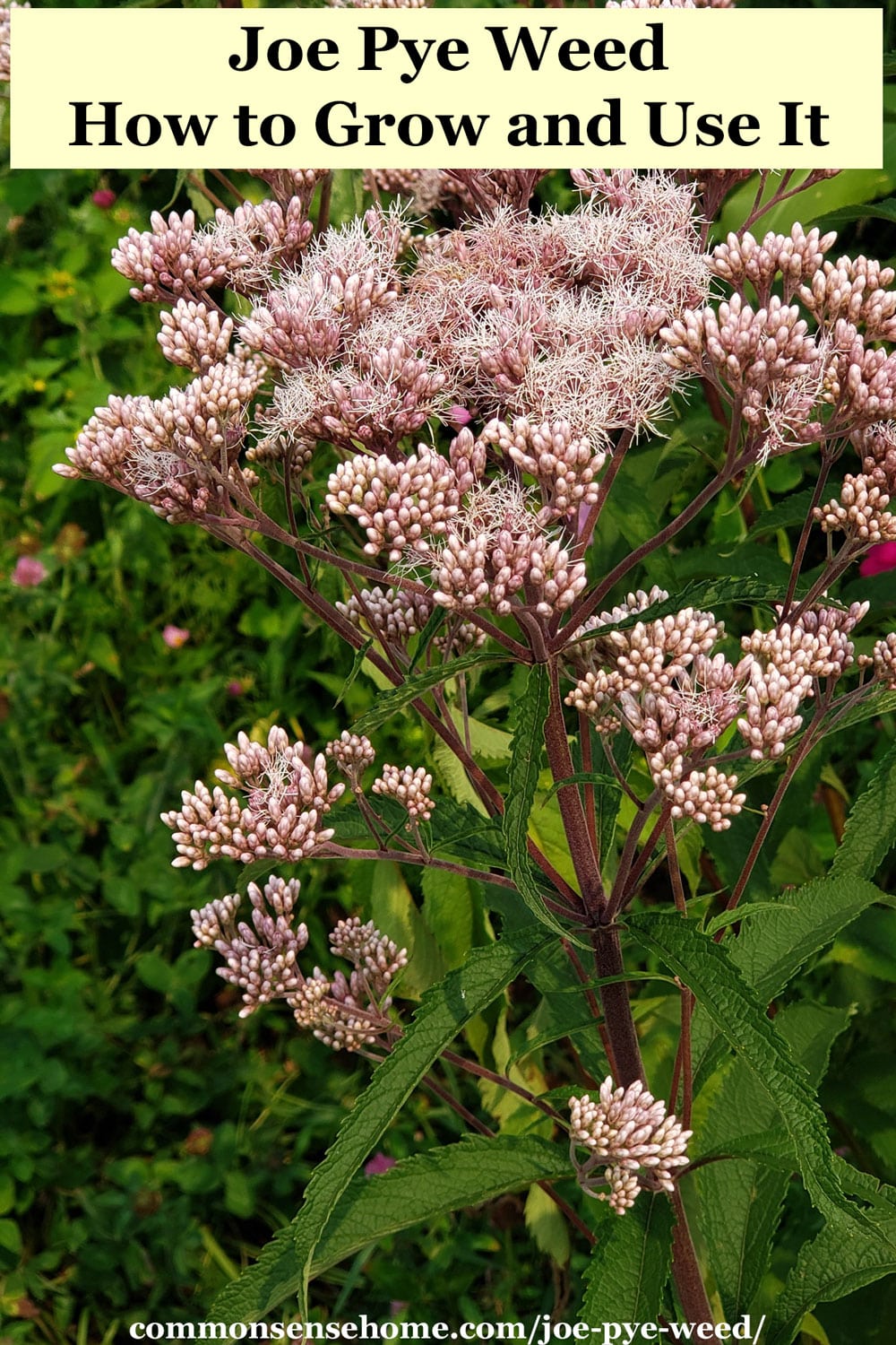 Joe Pye Weed - How to Grow and Use It