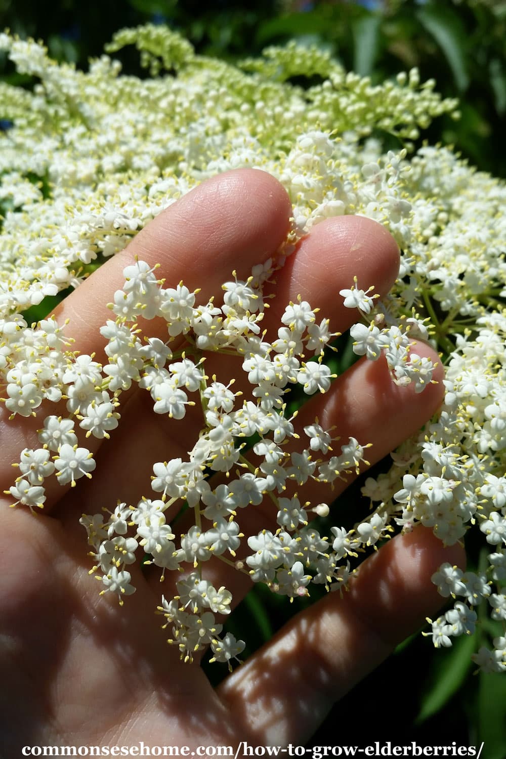 sambucus canadensis flowers