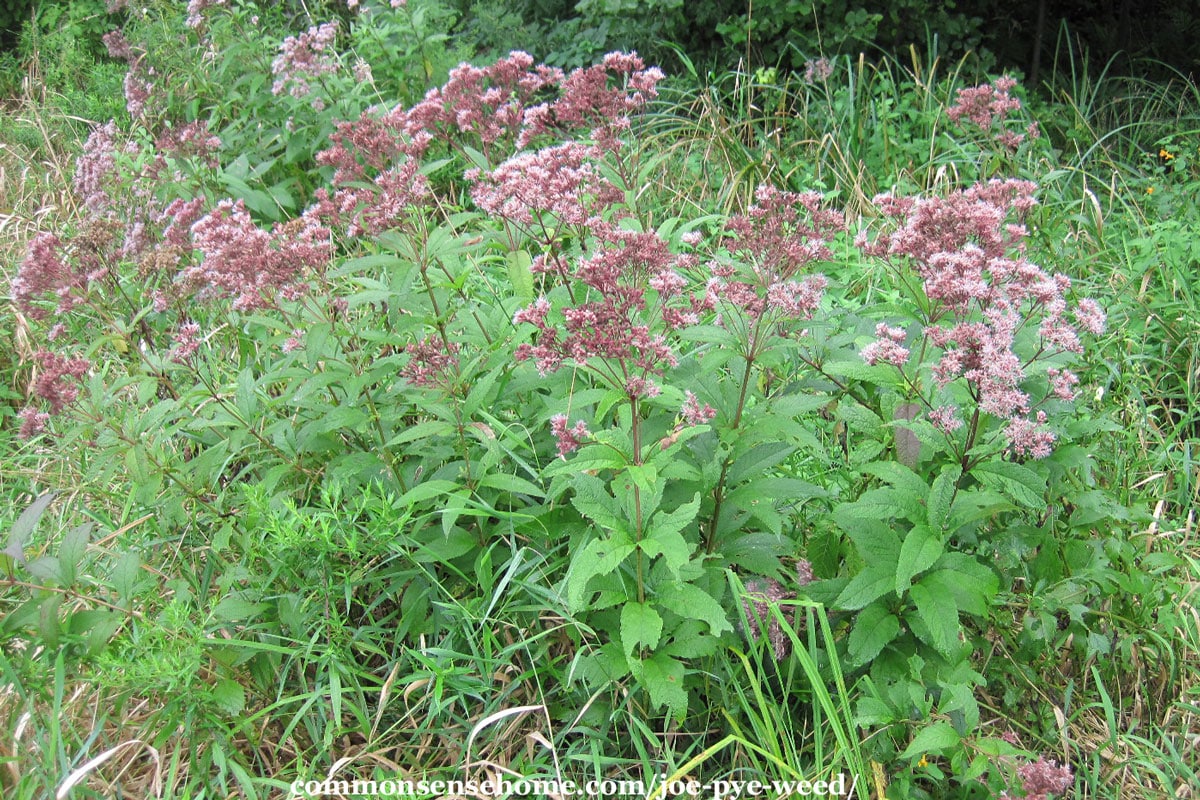 patch of wild Eutrochium maculatum in bloom