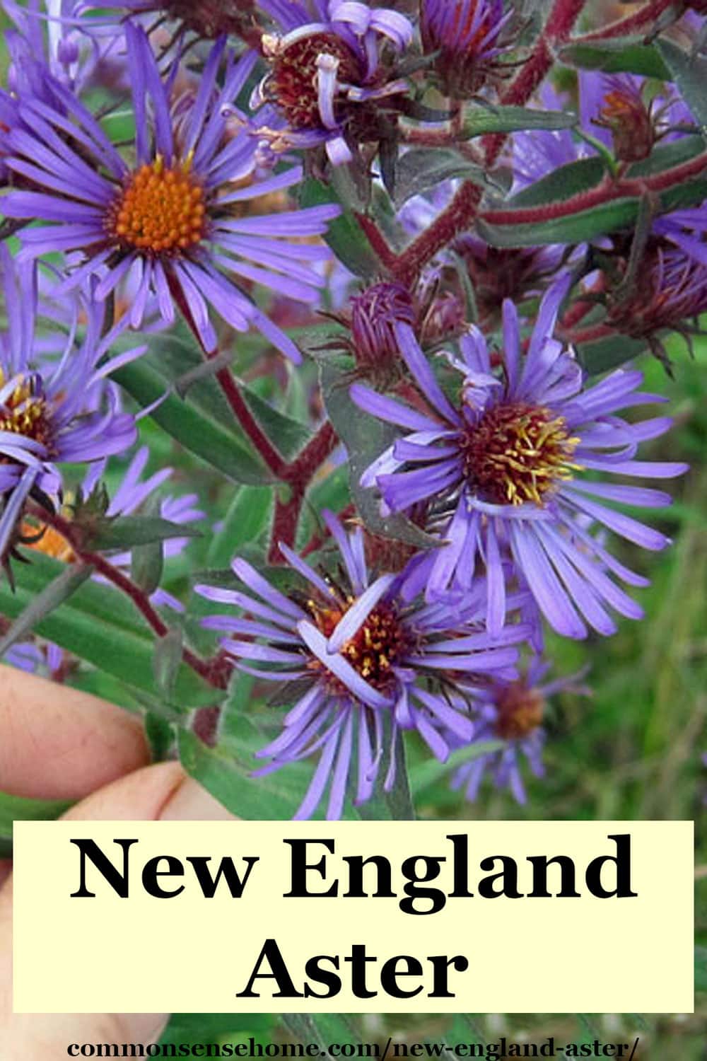New England aster flowers