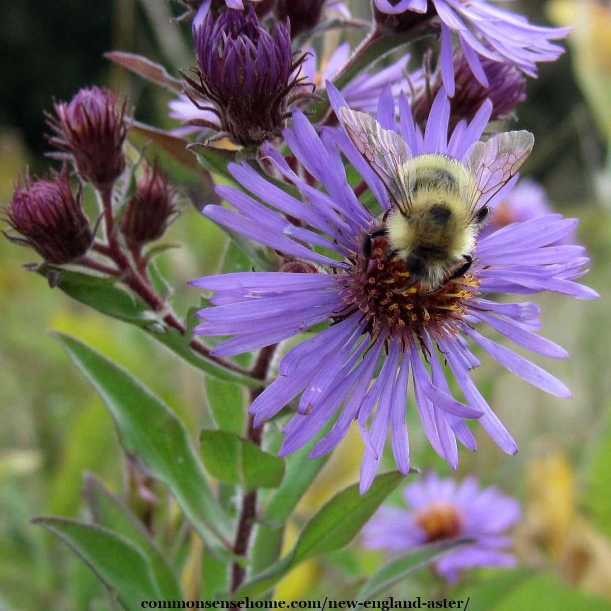 New England aster blossom