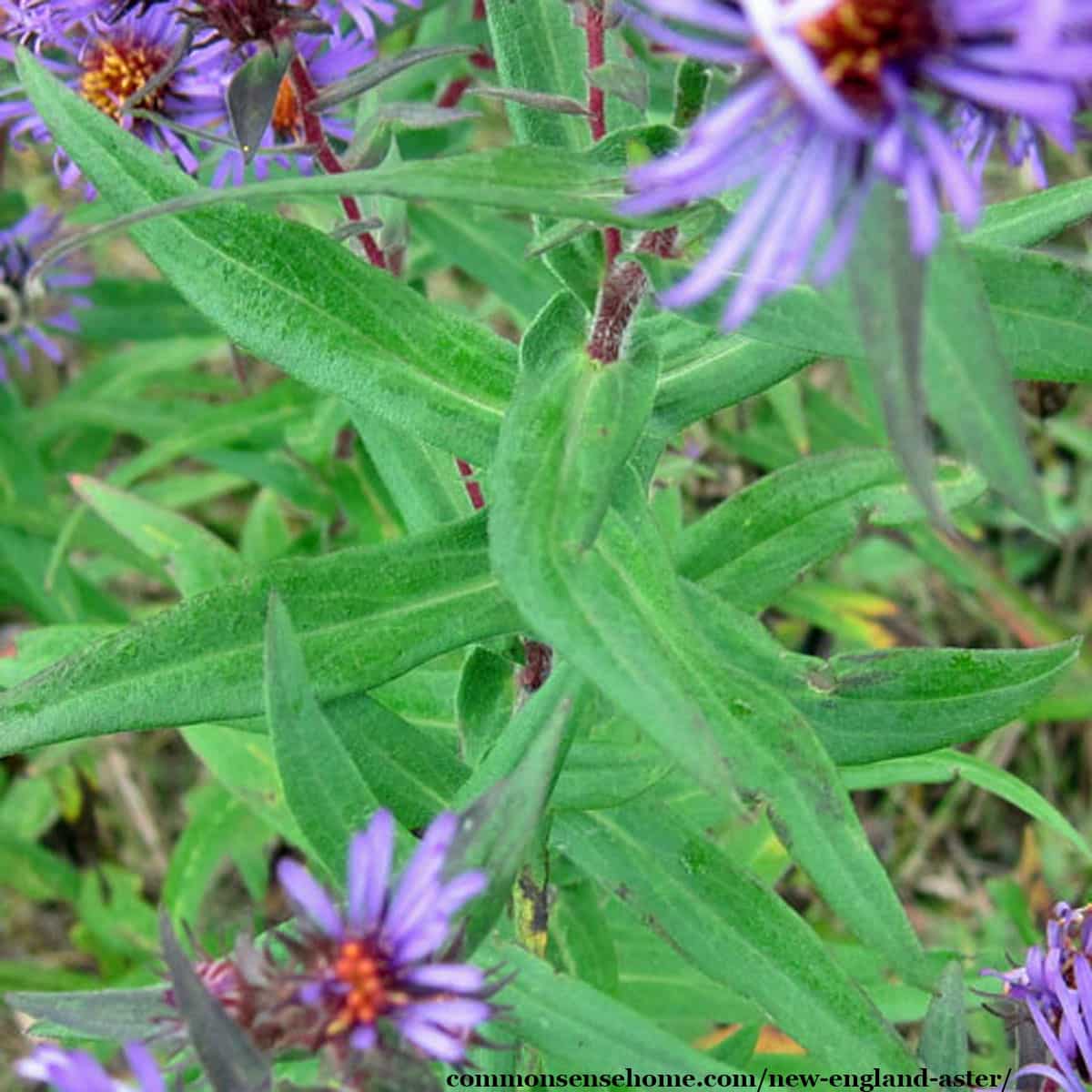 Symphyotrichum novae-angliae leaves