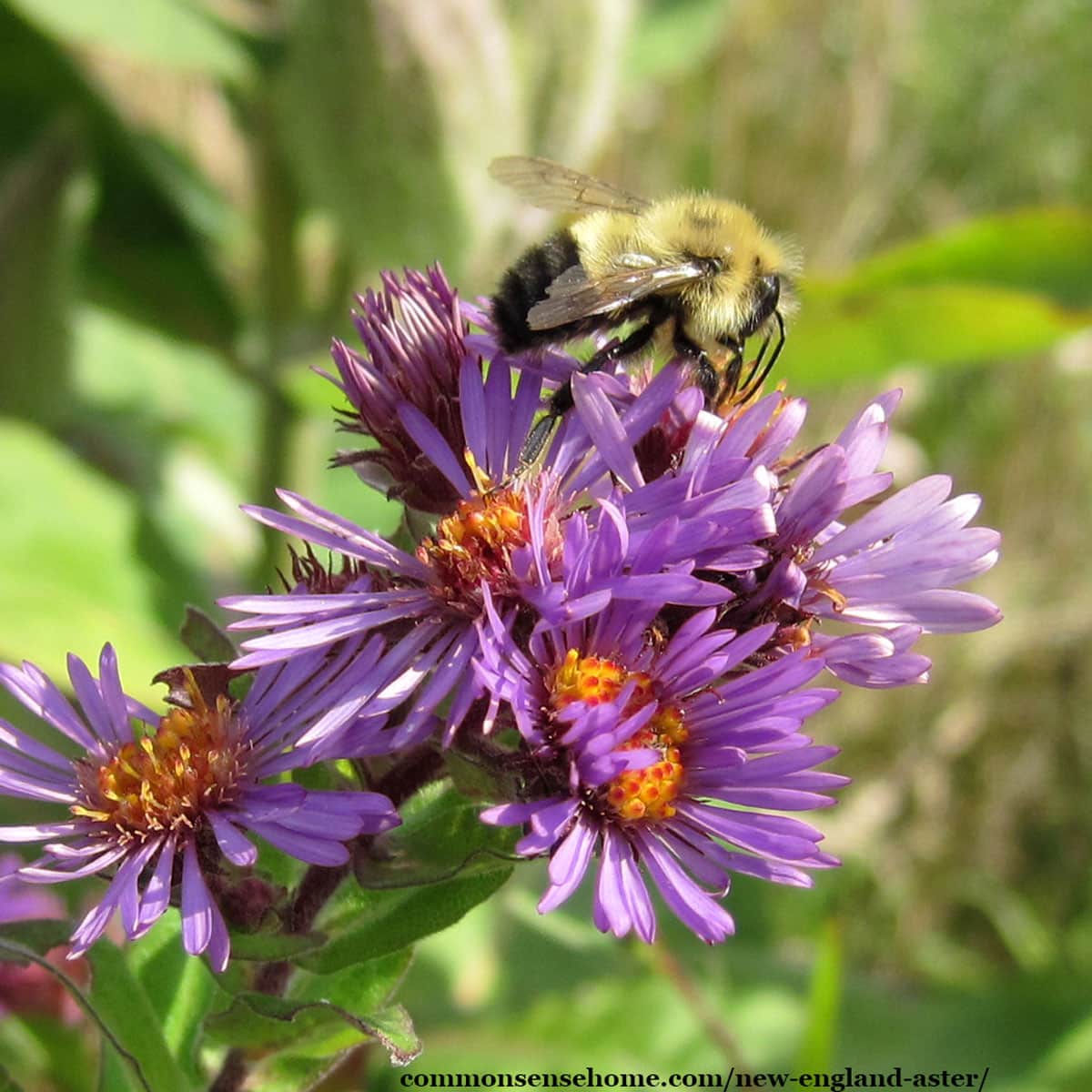 Symphyotrichum novae-angliae with bumblebee