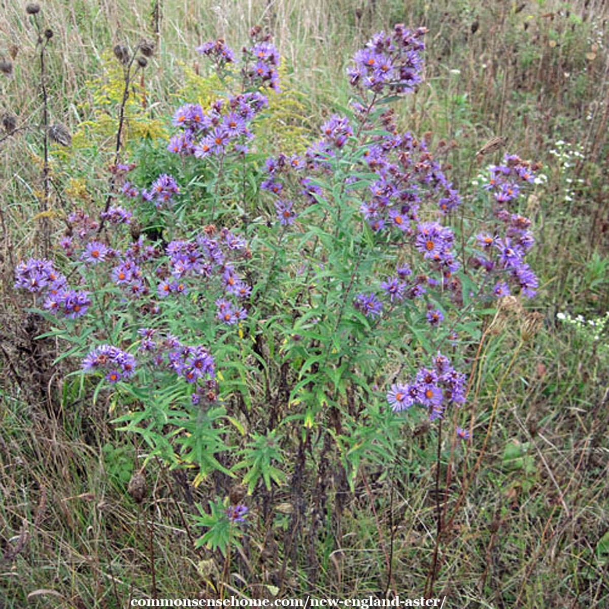 New England aster plants