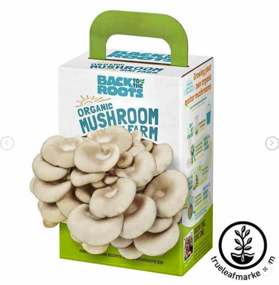 organic oyster mushroom farm