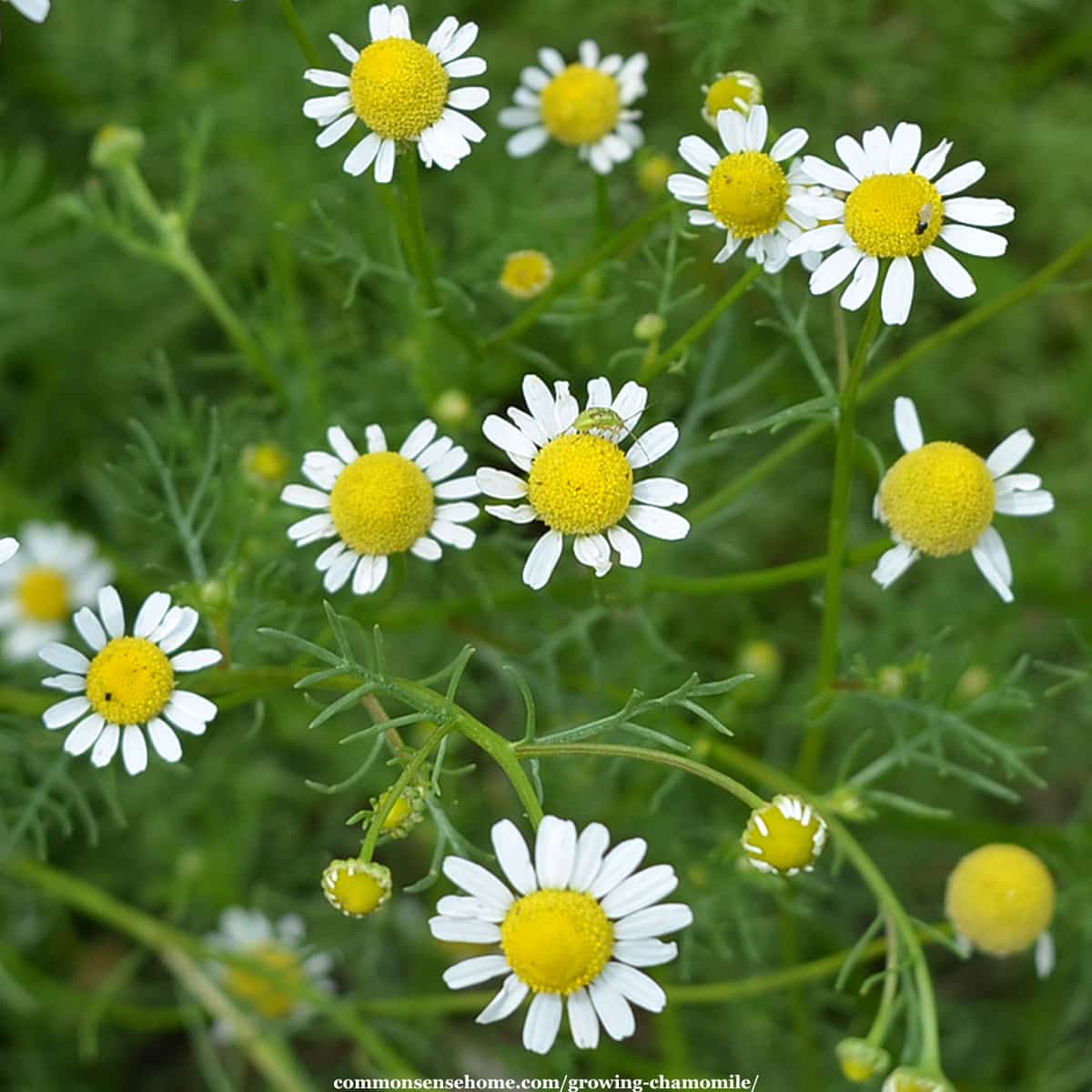 Matricaria recutita flowers