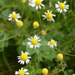 Growing Chamomile - Easy care tips & Uses