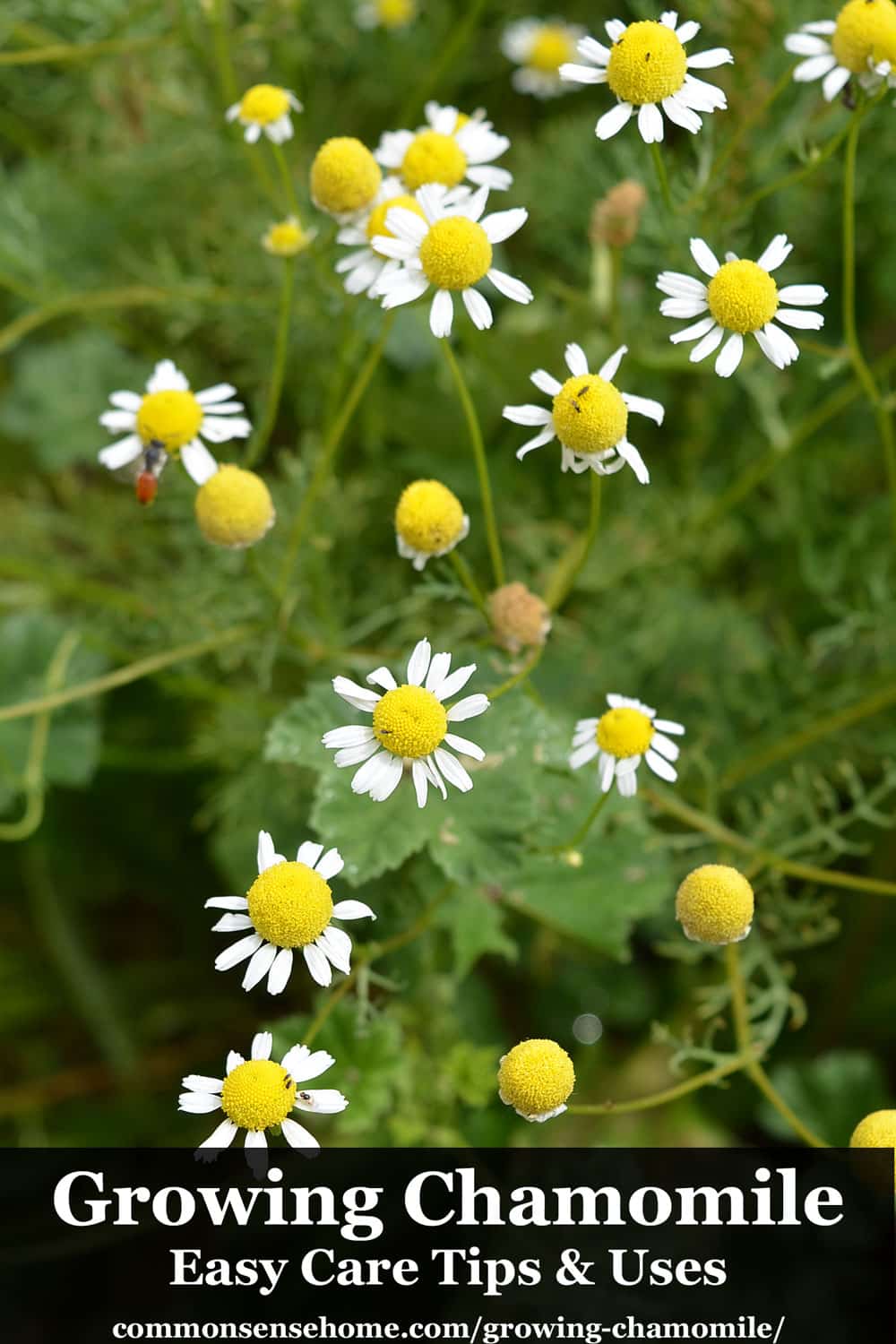 Growing Chamomile - Easy Care Tips and Uses