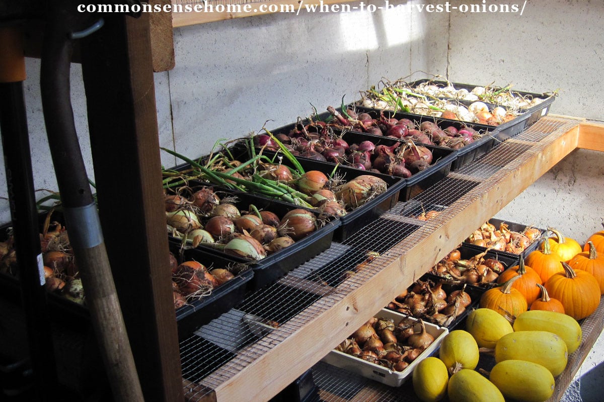 curing onions in trays