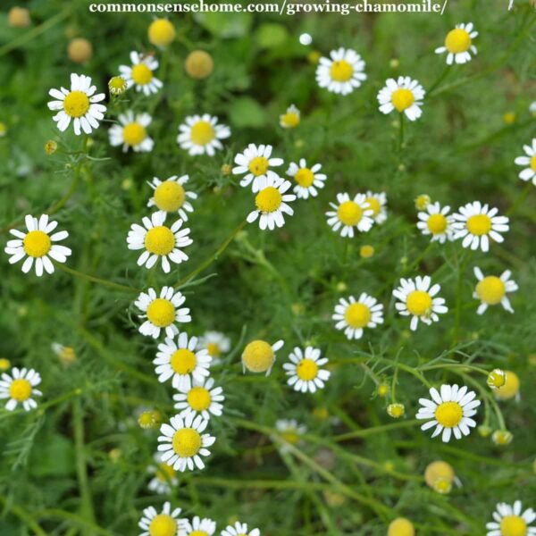 growing chamomile