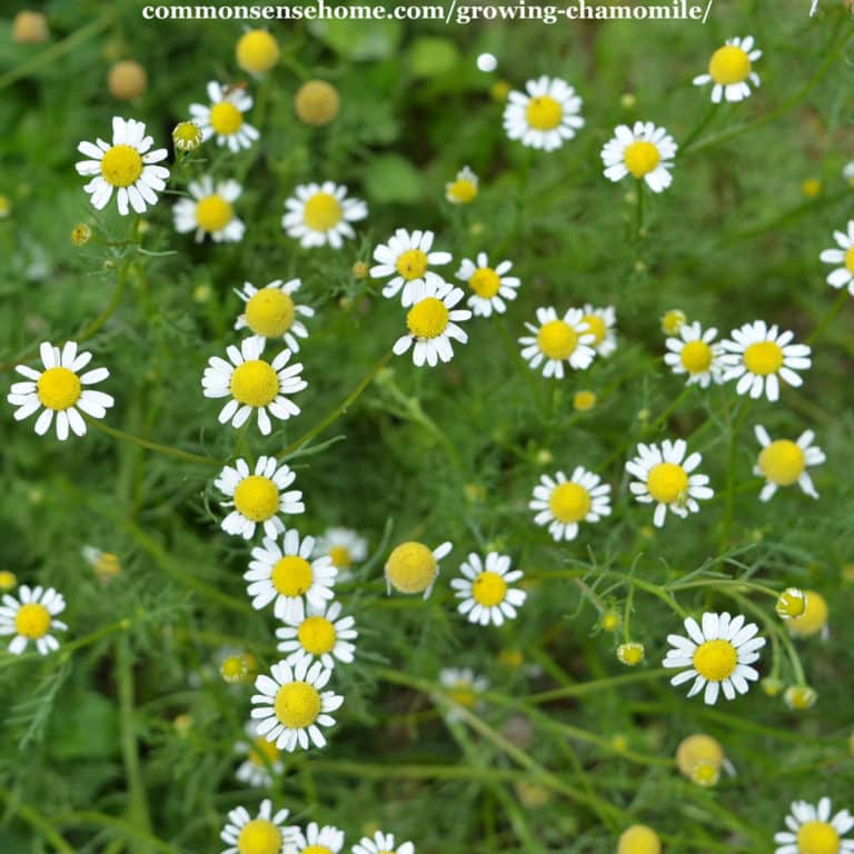 Growing Chamomile – Easy Care Tips and Uses