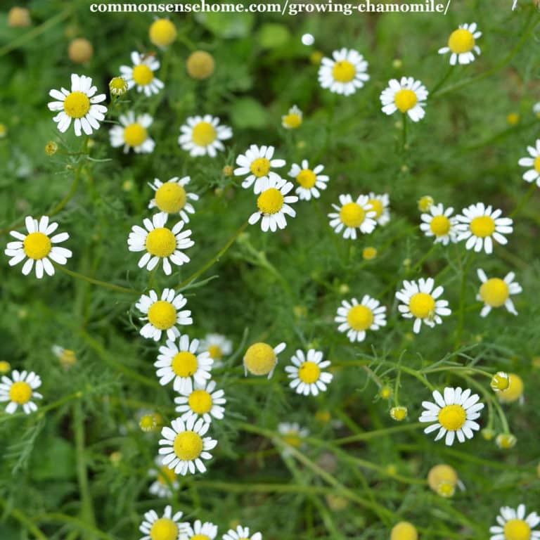 growing chamomile