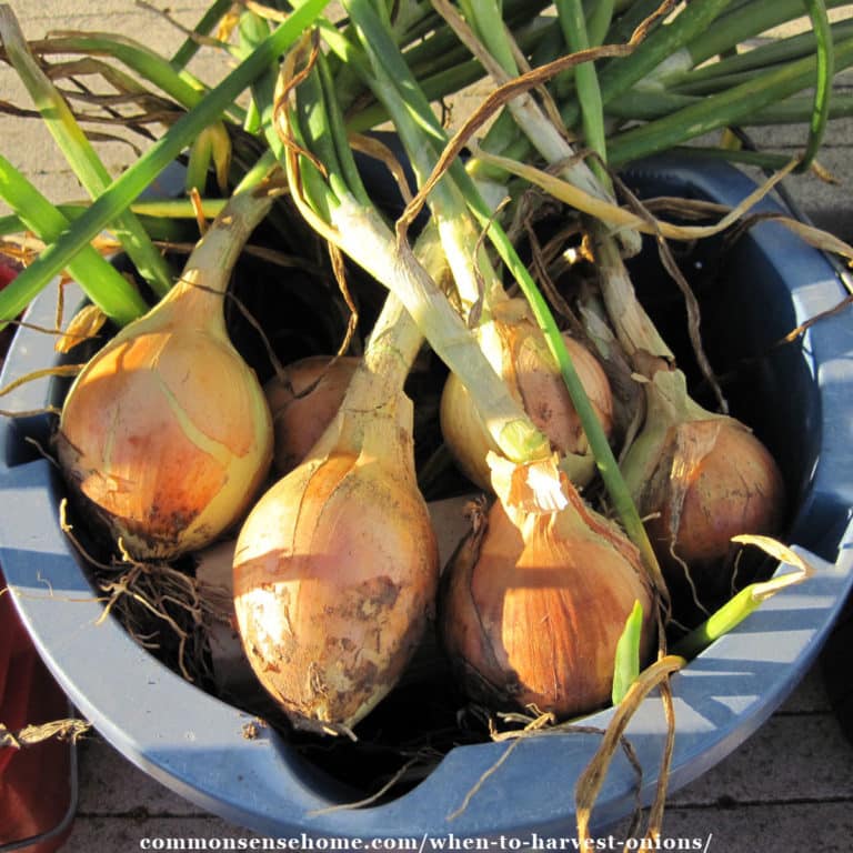 When to Harvest Onions (Plus Harvesting Tips)