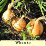 when to harvest onions
