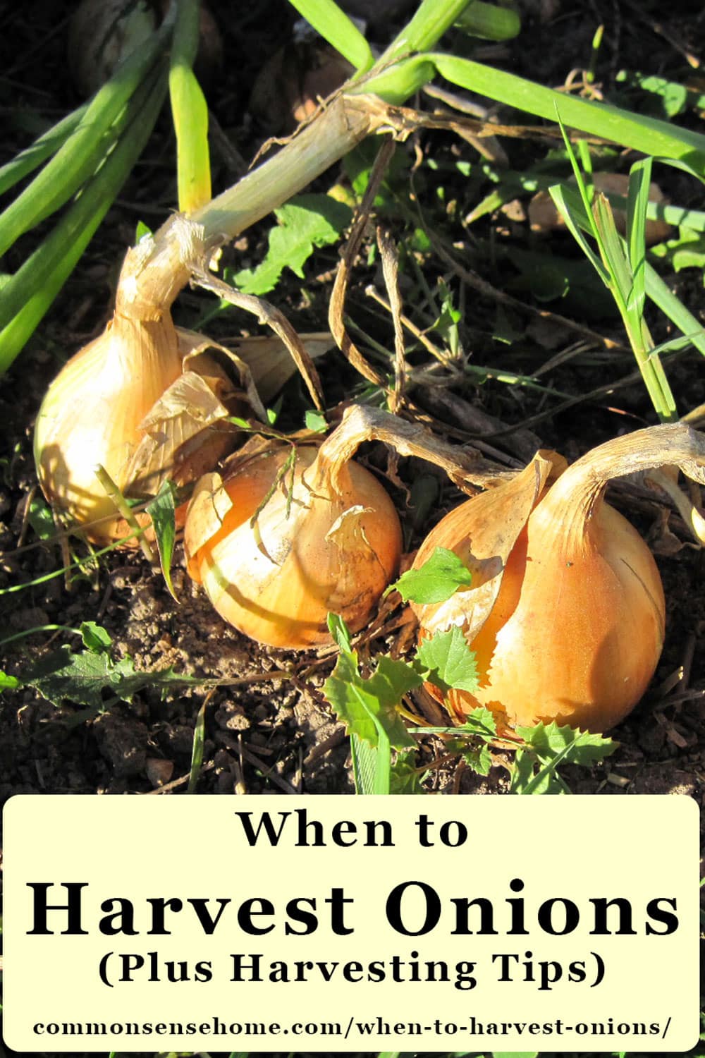 How to Tell When to Harvest Onions - Back Gardener