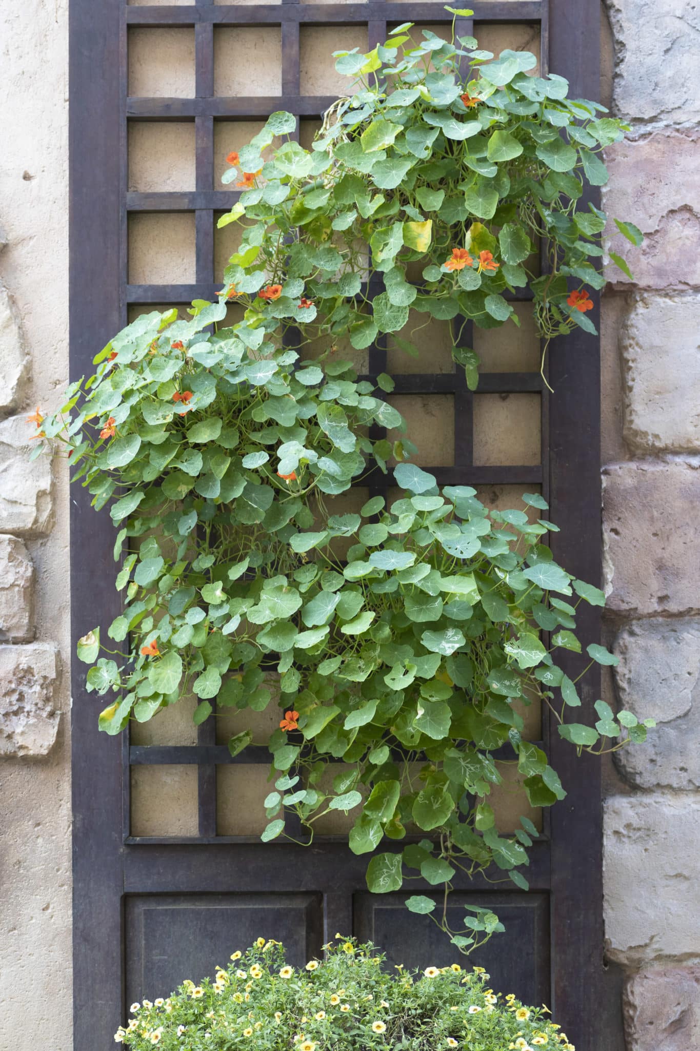 Nasturtiums in hanging basket planters