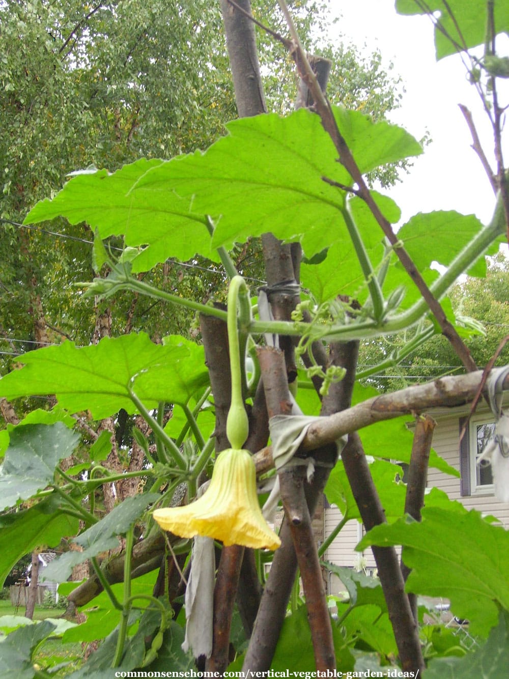 trellis made from branches