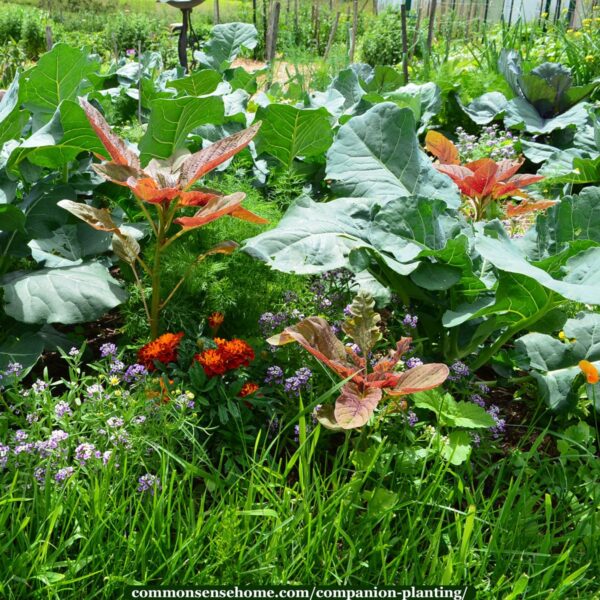 Growing Herbs And Flowers In Planters In A Kitchen Garden Flower