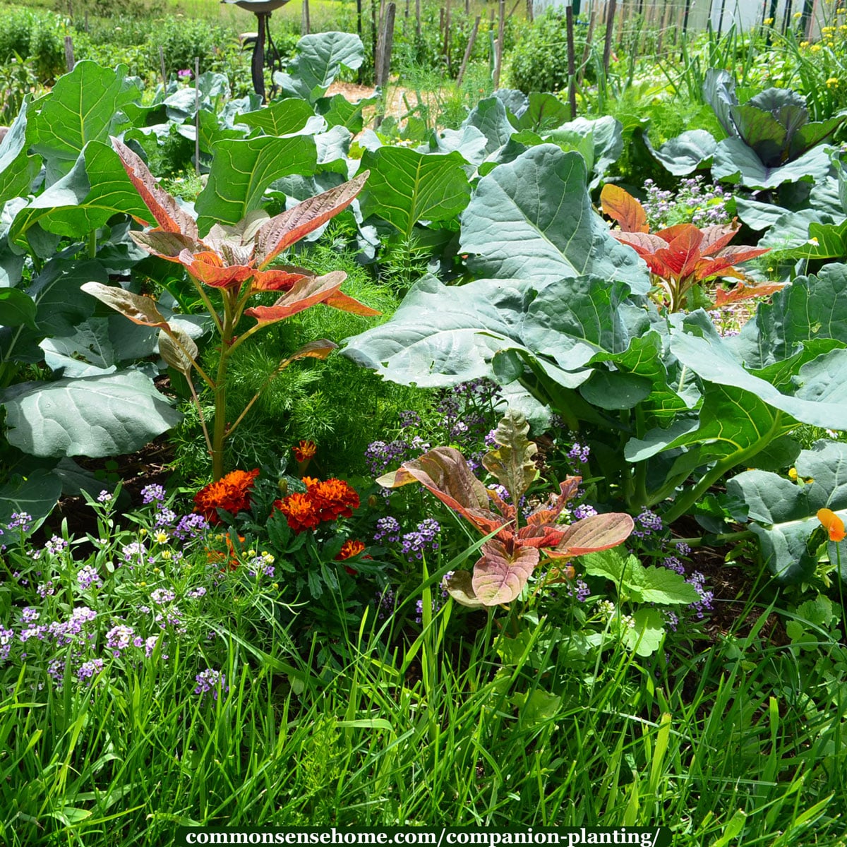 companion planting with flowers and vegetables