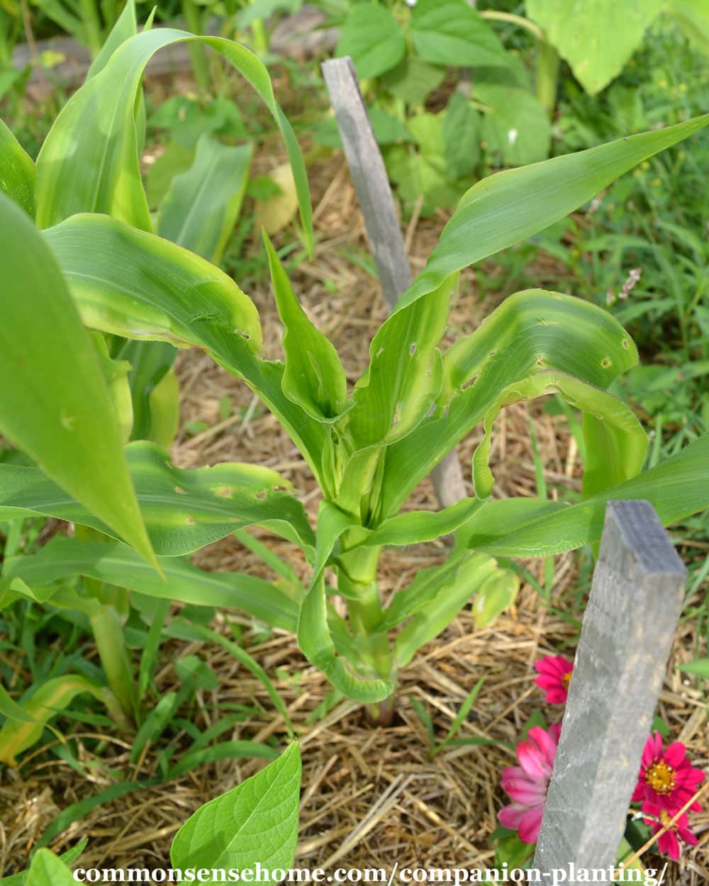 corn plant