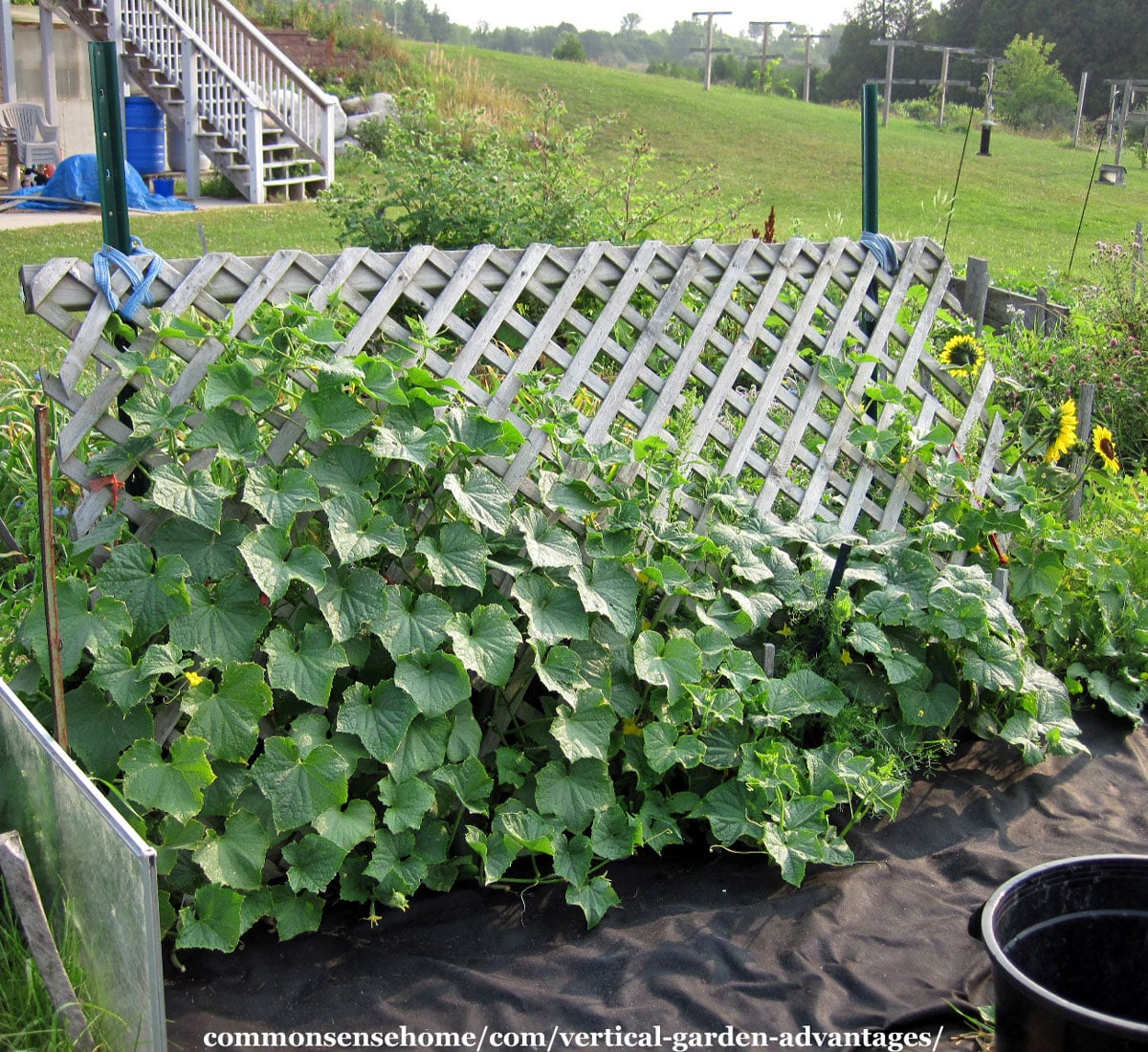 cucumber trellis