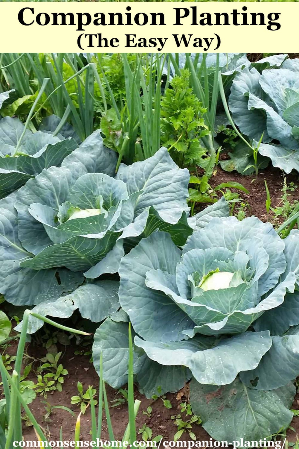 Image of Chinese cabbage and onions companion plants