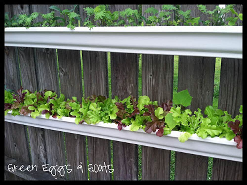 gutter garden with lettuce