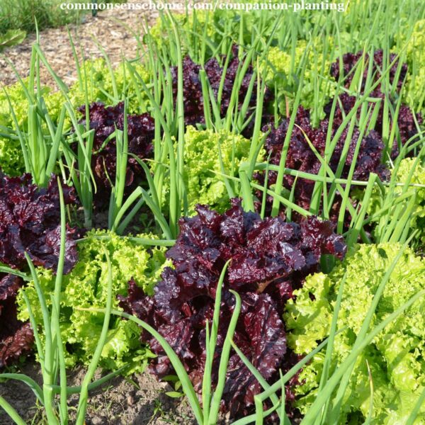 onions and leaf lettuce