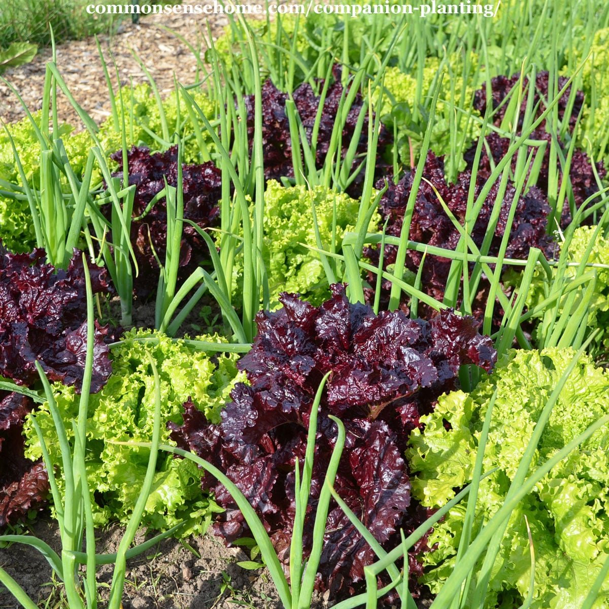 Growing Legumes as Companion Plants - Northern Homestead