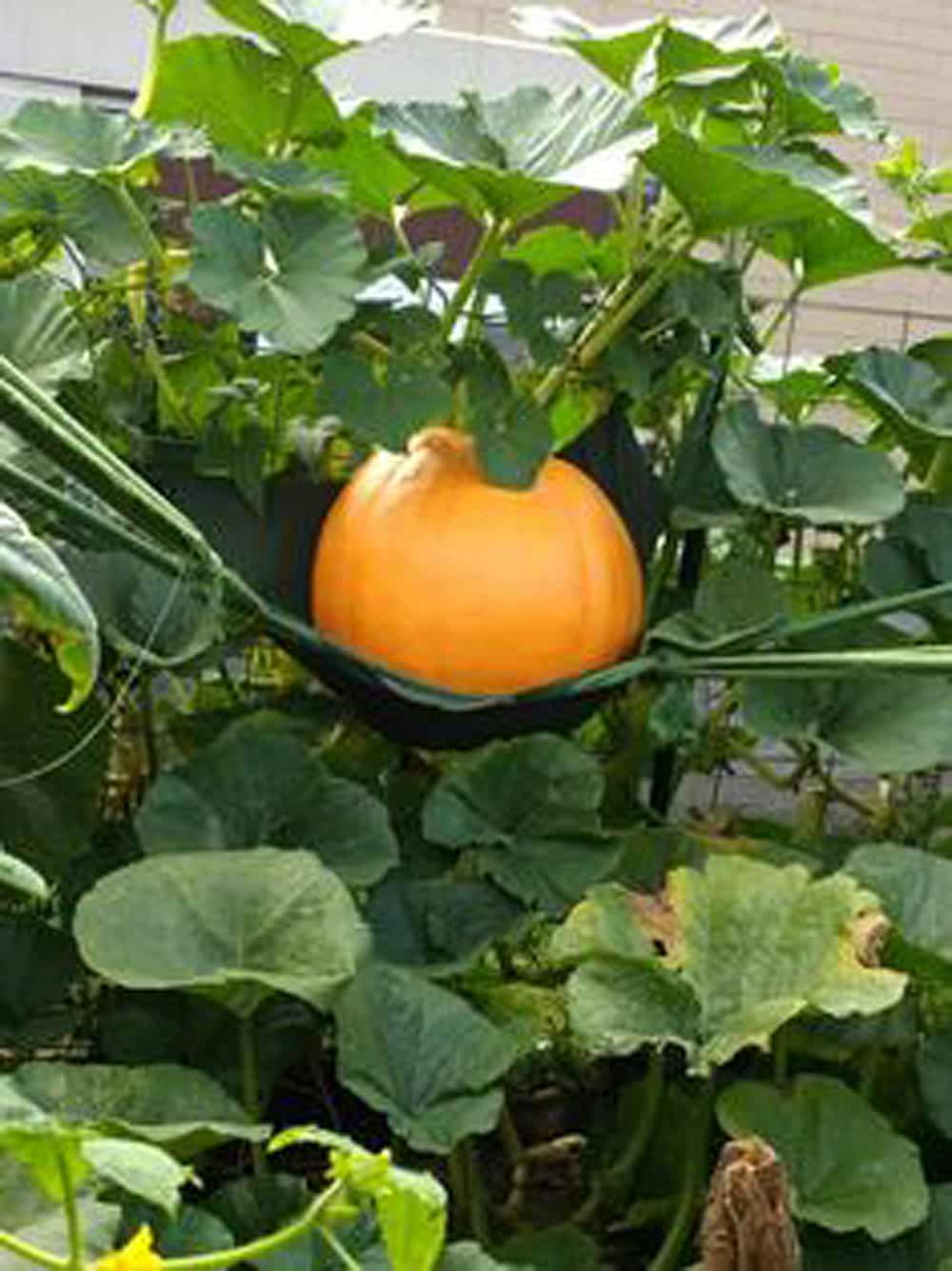 pumpkin in hammock