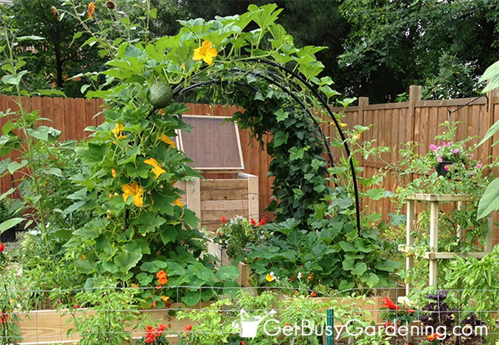 squash arch with companion plants