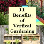 11 Benefits of Vertical Gardening