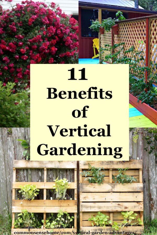 11 Vertical Garden Advantages You ll Love