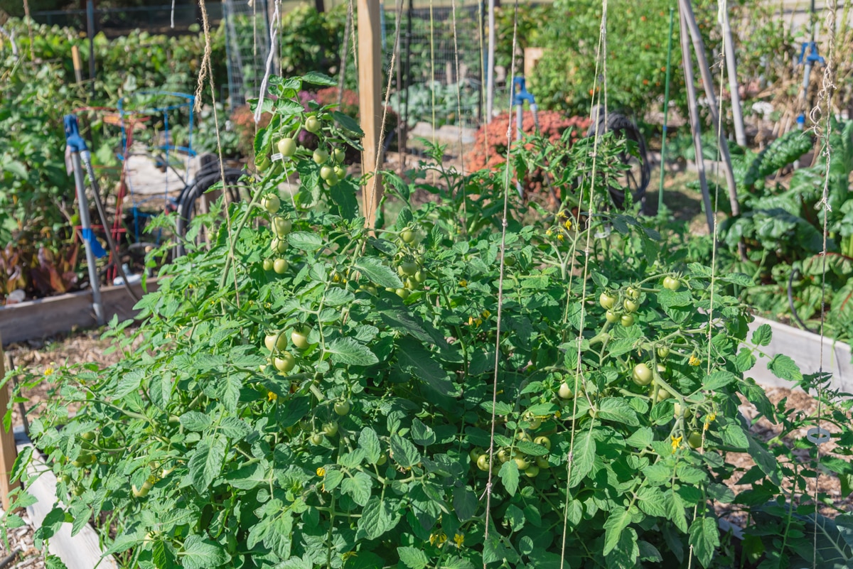 tomatoes growing vertically on string trellis