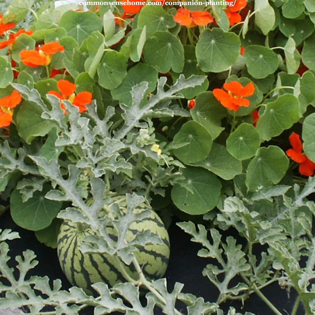 watermelons and nasturtiums