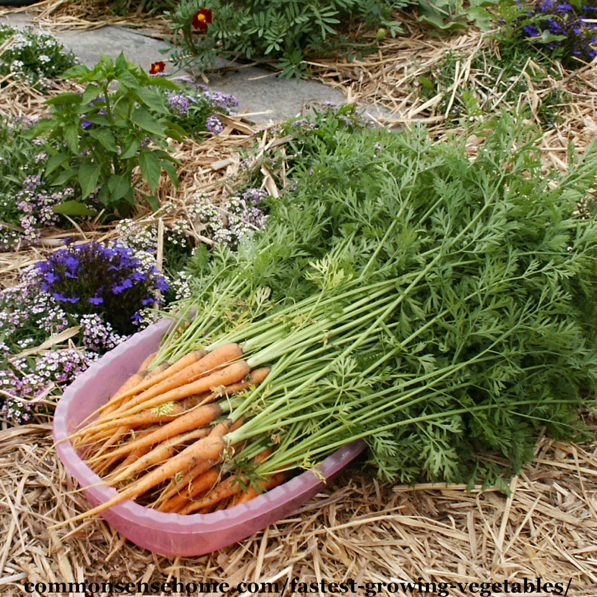 baby carrots