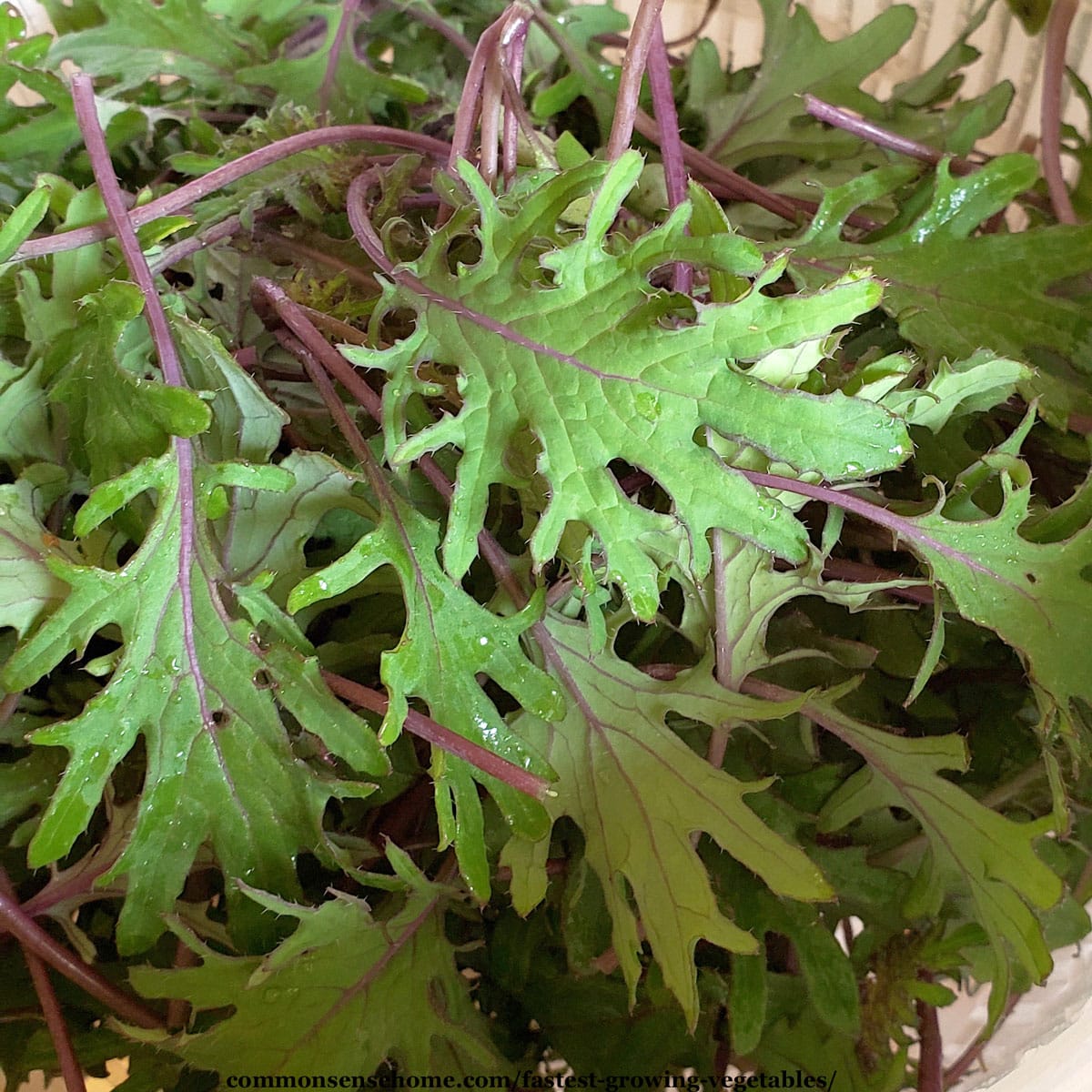 baby kale