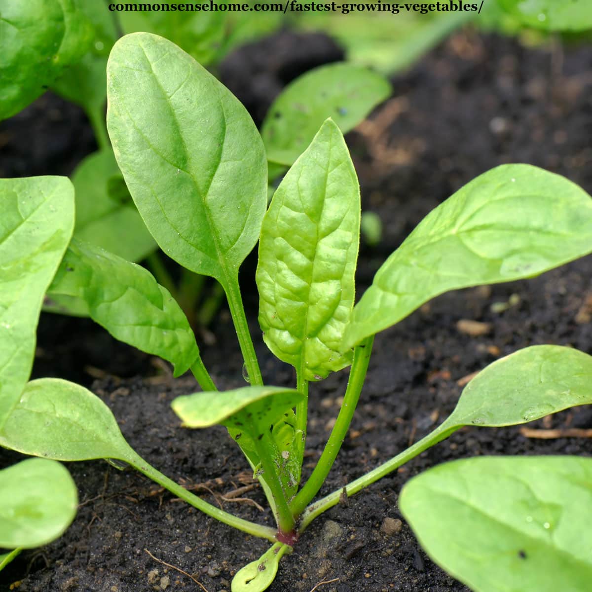 baby spinach plant