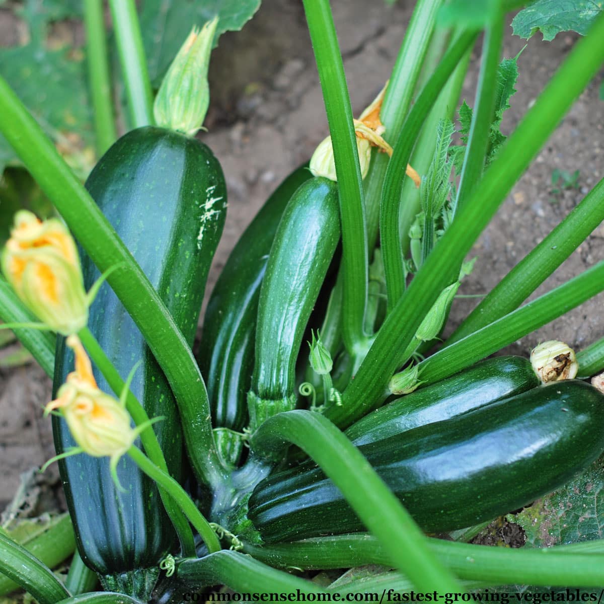 baby zucchini and blossoms