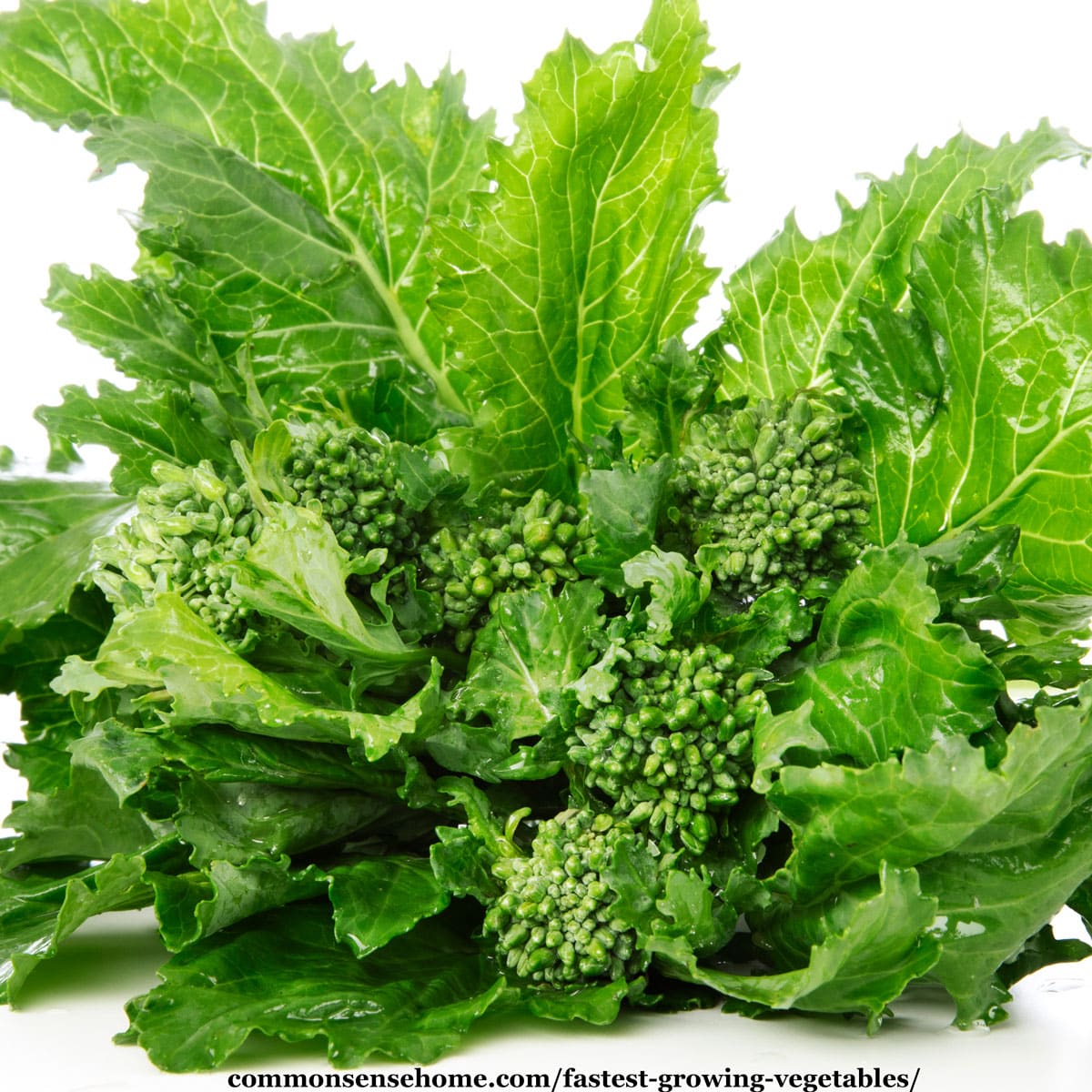 broccoli rabe