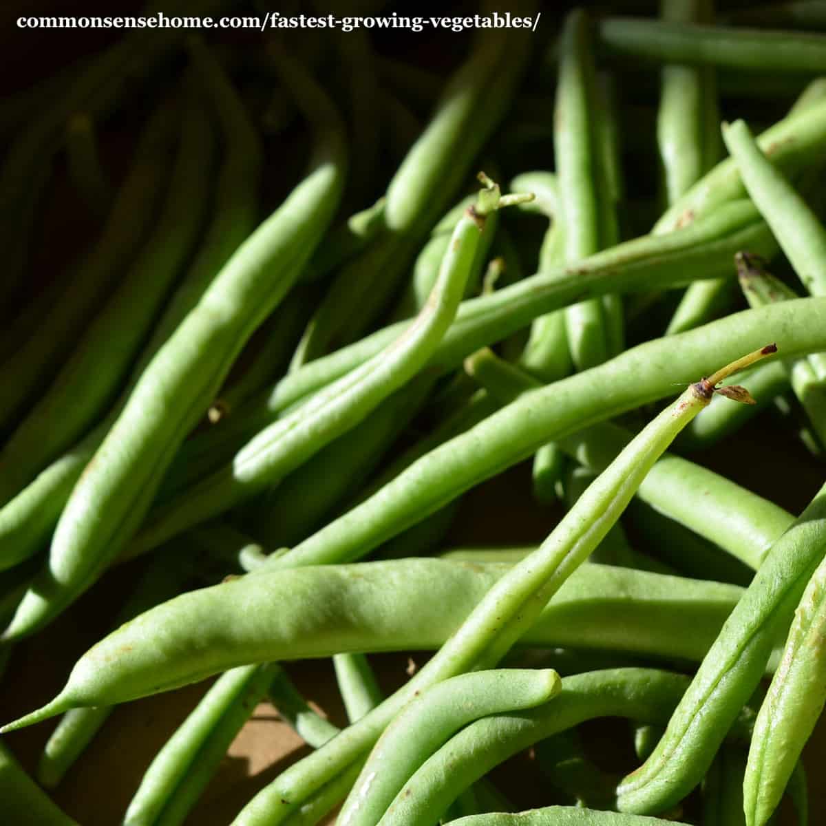 bush beans