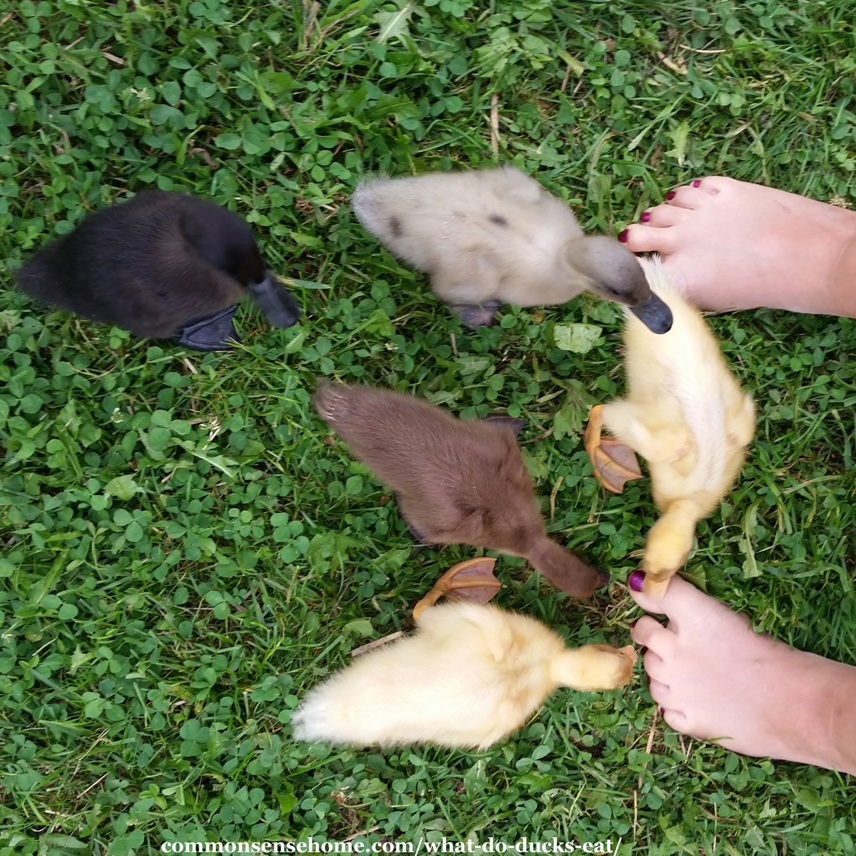 ducklings nibble toes