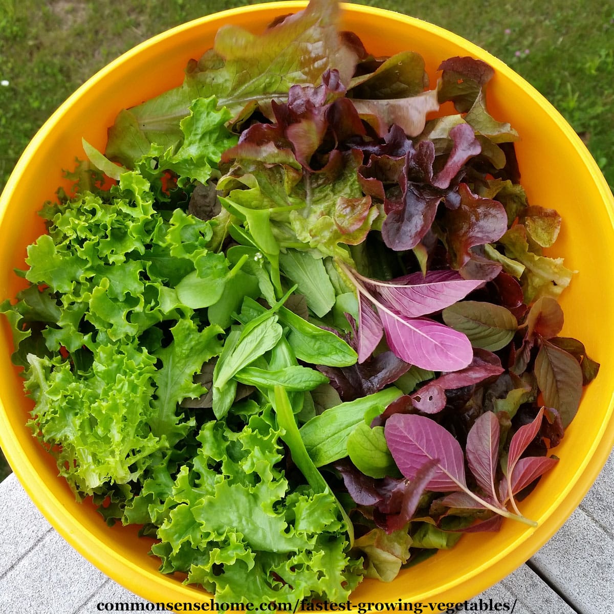 fast growing vegetables - assorted salad greens