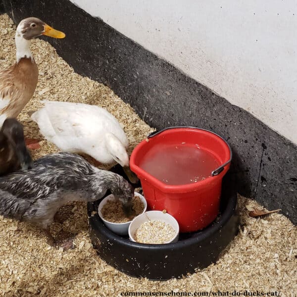 What do Ducks Eat? (and What They Shouldn't Eat)