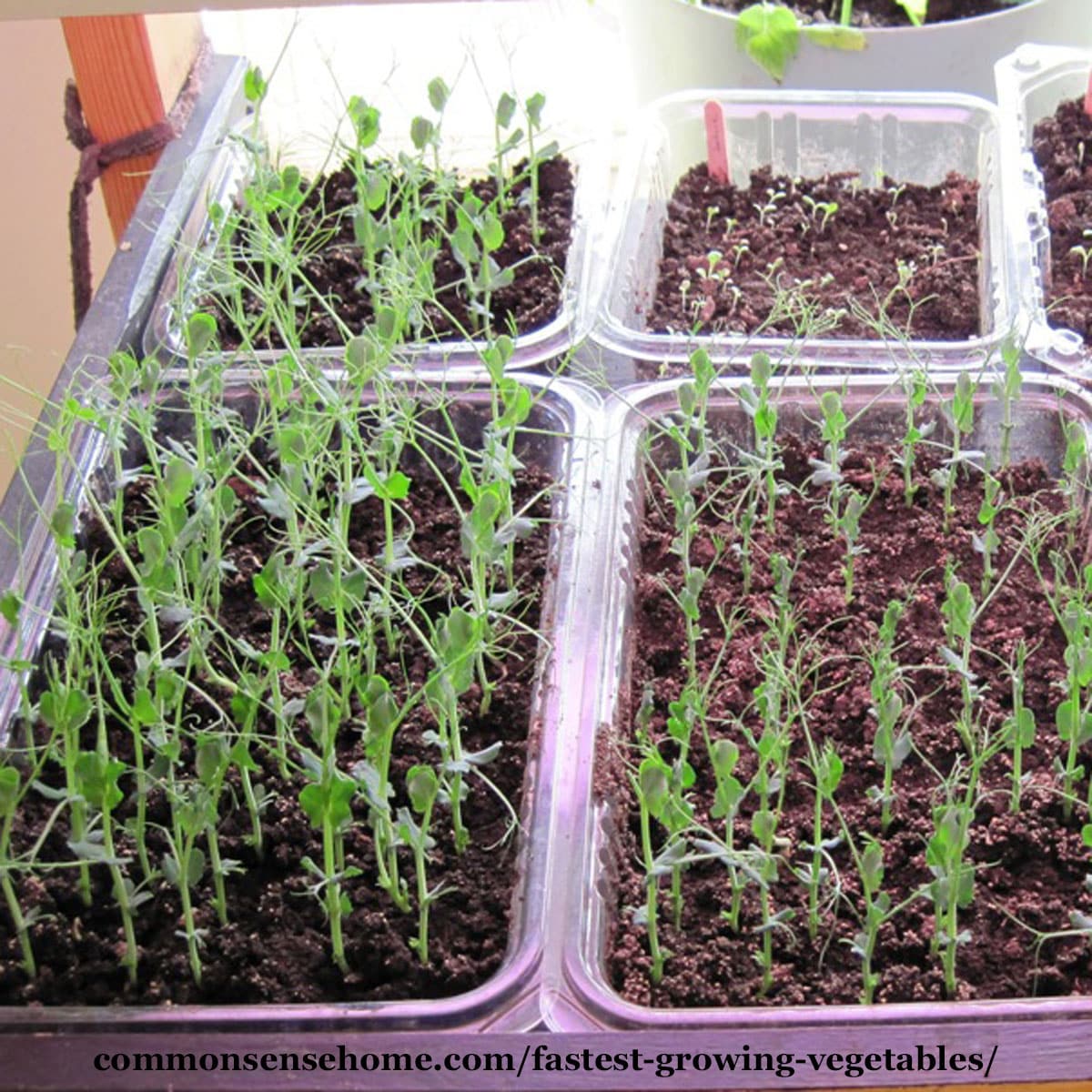 microgreens - peas