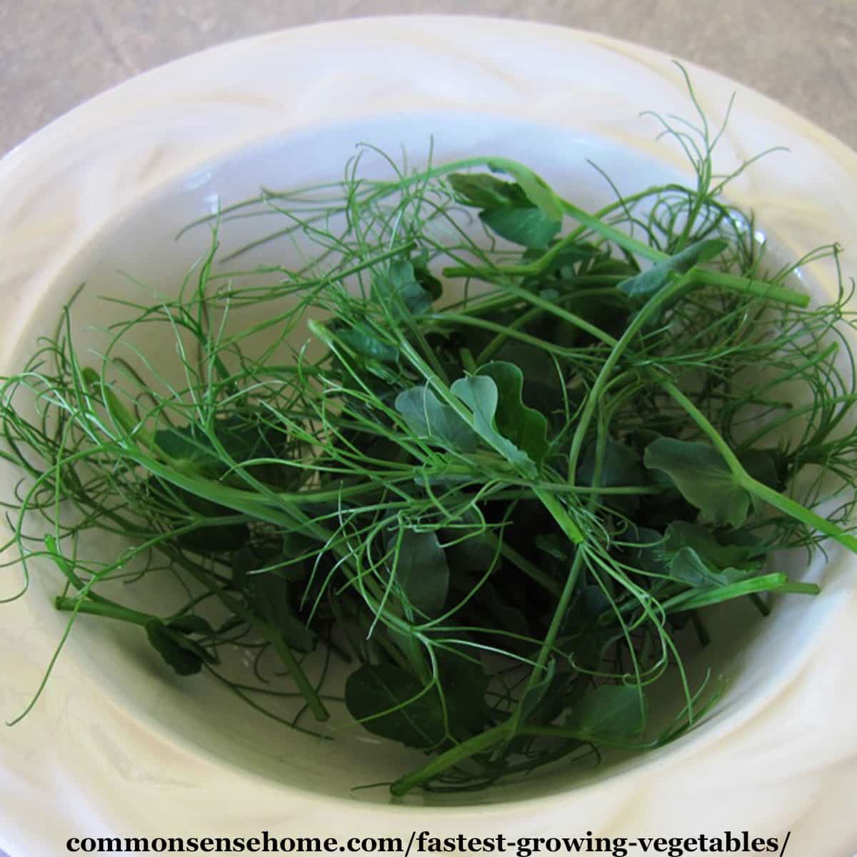 pea shoots