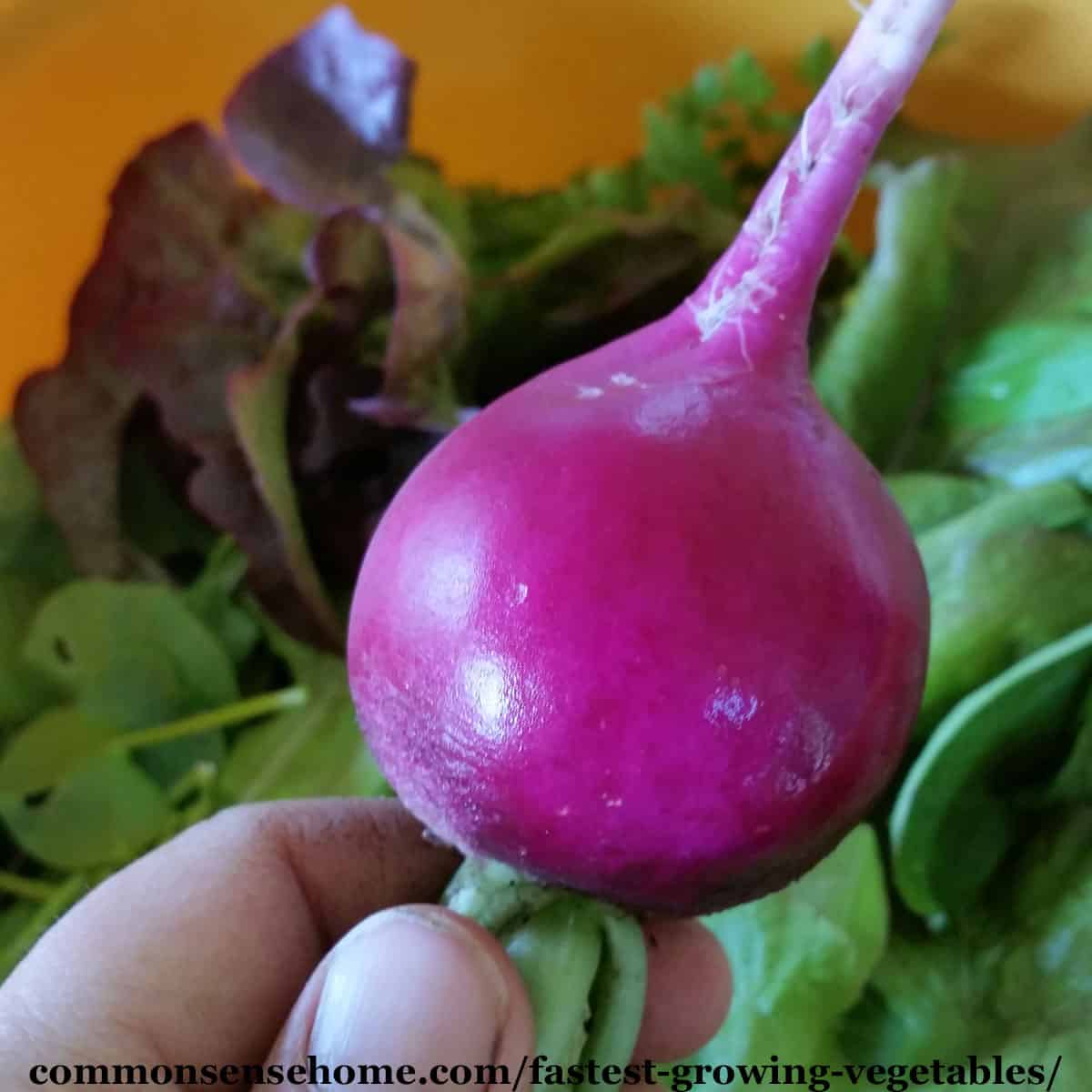 purple plum radish