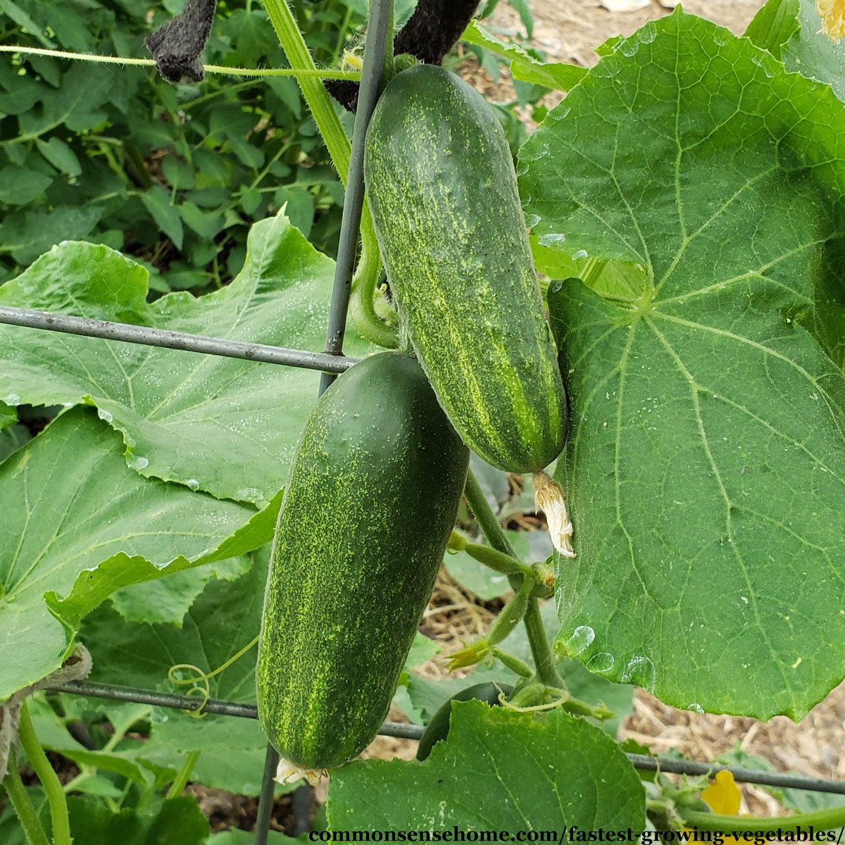 cucumbers