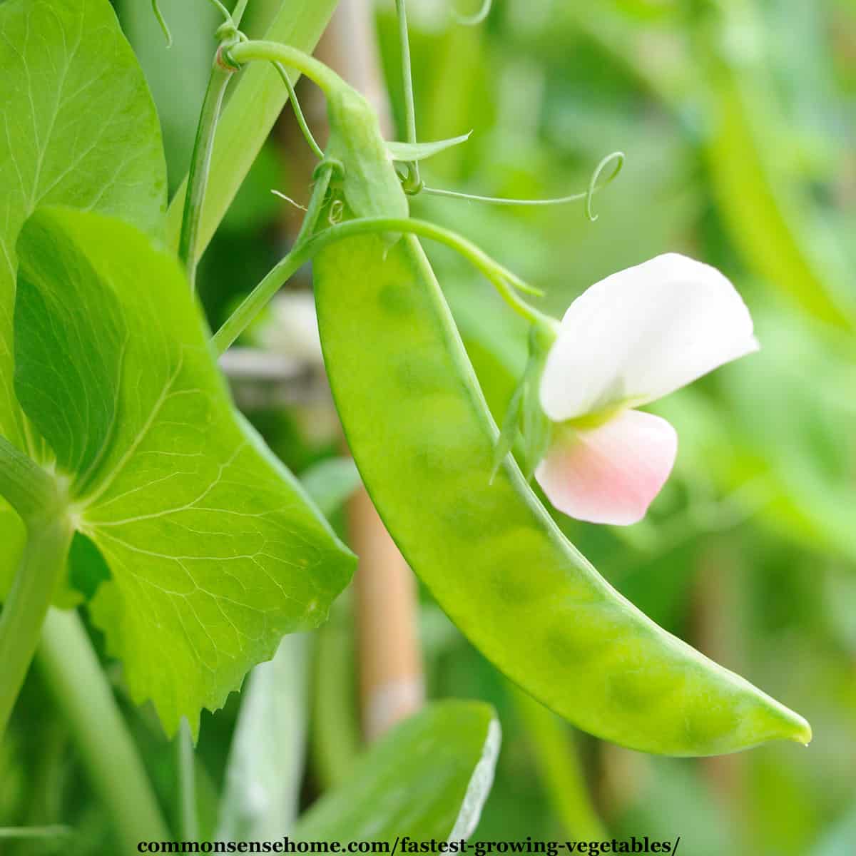 snow peas